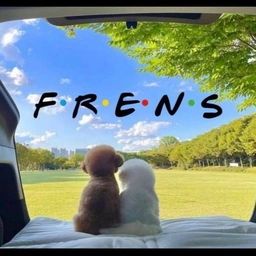 Frens Coin: A Healing Meme Coin for Thriving as a Community