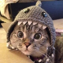 SC Coin: Shark Cat Meme Coin - Dive into Crypto Fun!