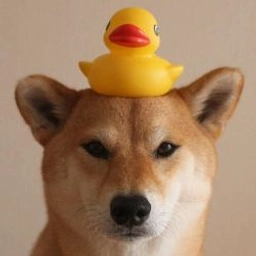 DOD Coin: Duck on Dog - Join the Meme Coin Craze for Quacking Profits!