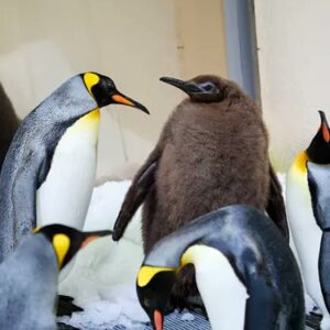 PESTO Coin: Meme Coin King, the Largest Baby King Penguin Savior