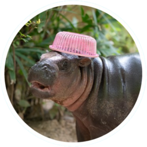 KHAKI Coin: Meet the Viral Hippo's Nephew, the MEME Coin