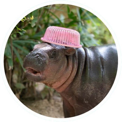 KHAKI Coin: Meet the Viral Hippo's Nephew, the MEME Coin