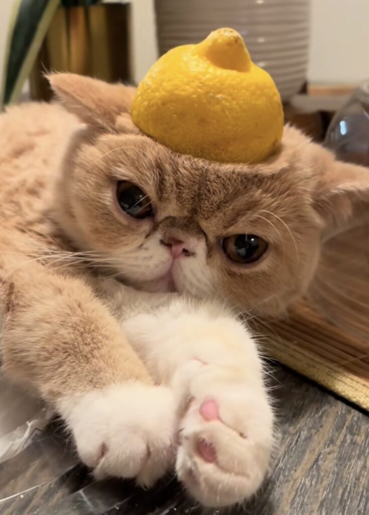 Lemonhead Coin: Sweet sugar cutie lemon cat MEME Coin fun and craze