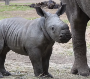 JABULANI: Introducing JABULANI Coin, inspired by Jabulani, the adorable baby Southern White Rhino from Melbourne, AU. Join the MEME Coins craze now!