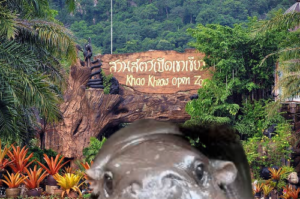 KhaoKheow' Coin: Join 'Moo Deng's Zoo' Adventure with MEME Coin