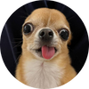 FINONKA Coin: The Meme Coin of the TikTok Famous Dog on Solana