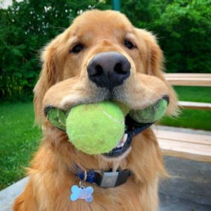 Augie Coin: Meme Coin for Good Boy Tennis Ball Record Holder