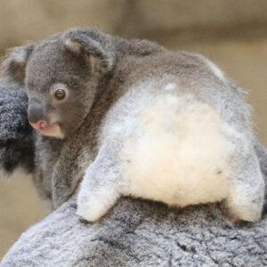 Monaka: Meet the Adorable Koala with a Fluffy Heart!