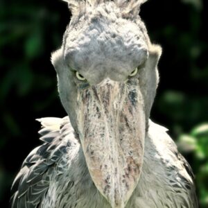 SB Coin: Join the meme revolution with Shoebill—Chad's iconic Coin