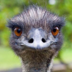 Emmanuel the Emu: Blockchain Meme Coin - EMU Coin