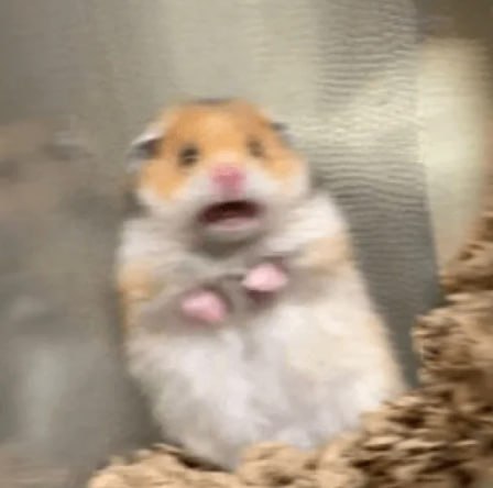 SCARED HAMSTER: Meme Coin SHAM, Respecting the Scared Hamster