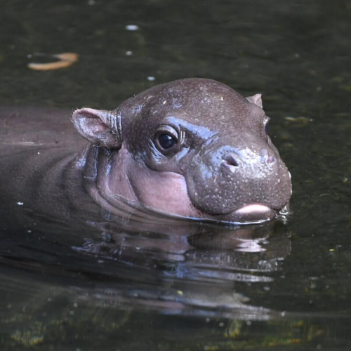 LATKE Coin: Join MEME Coins revolution, invest in adorable Latke The Hippo - Don't miss out!