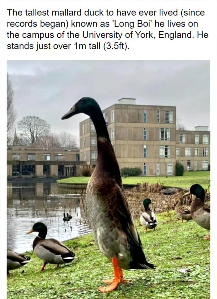 LongBoi: The Tallest Duck to Have Ever Lived - Meme Coin Name Coin