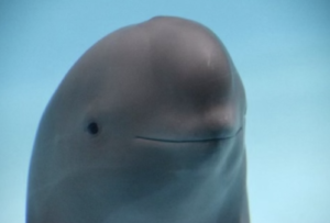 HANBAO Coin: Dive into MEME Coins, celebrating Hanbao the finless porpoise