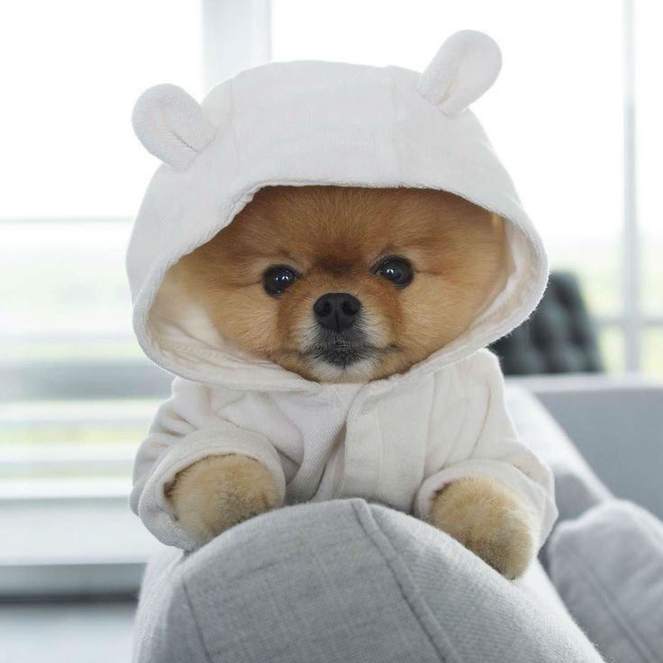 jiffpom Coin: No1 tiktok dog, Best meme Coin with incredible potential