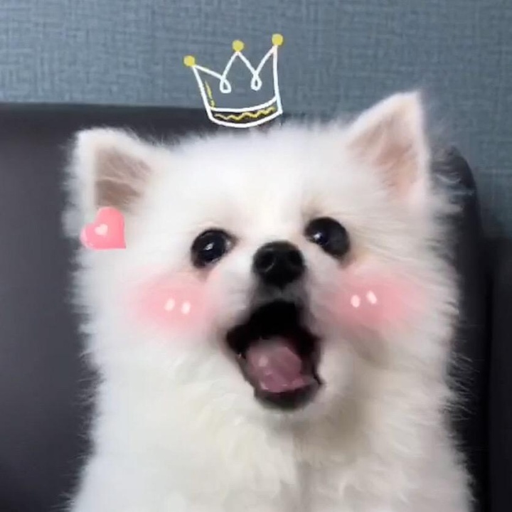 Nico the Pomeranian: Meme Dog with 70m Views on TikTok! (60 letters)