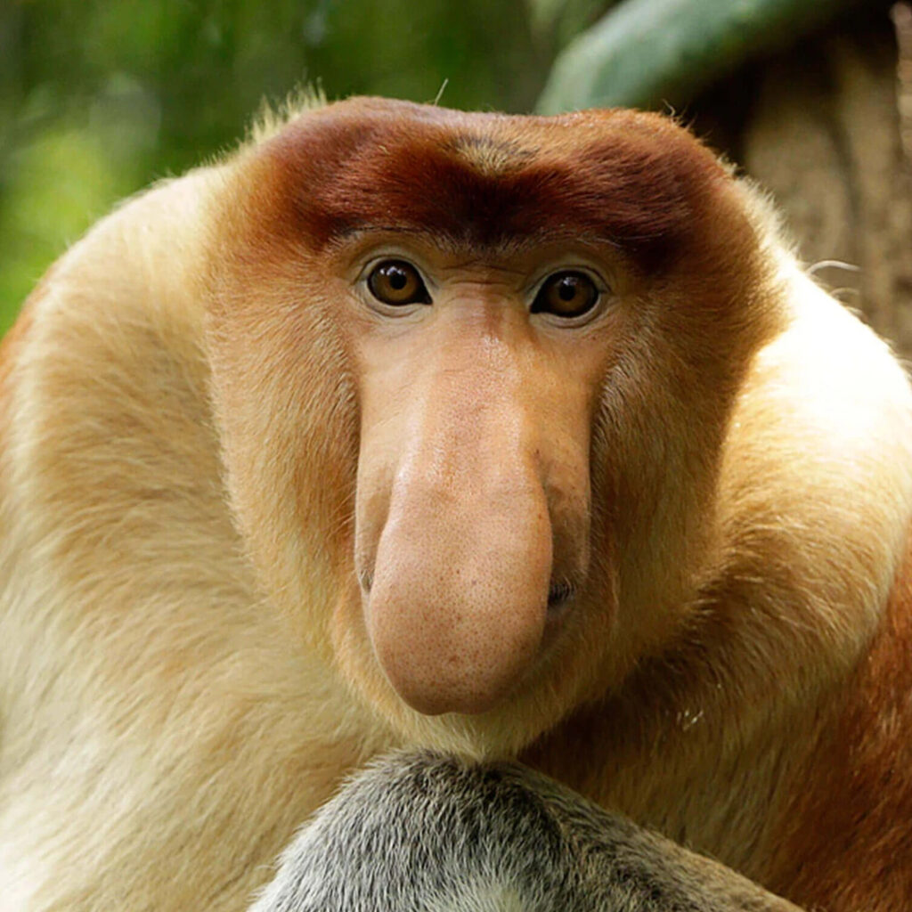 Zong: Nakula (Na Zong) Proboscis Monkey - Meme Coin Name Coin