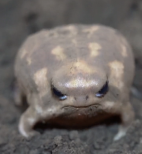 MOONY: The MEME Coin - 'ムーニー' Inspired by The Common Rain Frog