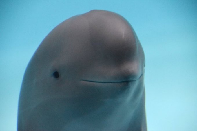 Yangtze Coin: Smiling Dolphin, an Exciting New MEME Coin with Limitless Potential, Invest Now!