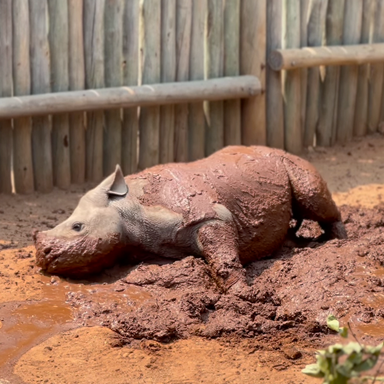 Solana: Discover the Adorable 'Solana The Baby Rhino' Meme Coin