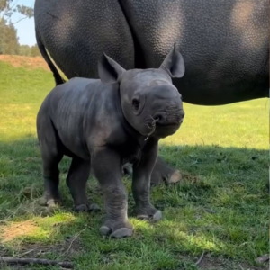 Azizi Coin: Newest Addition to MEME Coins - Southern White Rhino Calf Giving Cute Competition