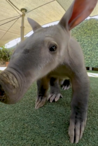 PADMAE THE BABY AARDVARK