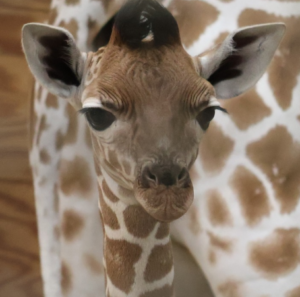 MILA: Meme Coin Celebrating the Baby Giraffe's Arrival