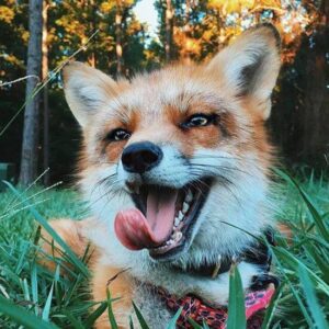 JUNI: Discover the MEME Coin, inspired by Juniper—the happiest fox alive!