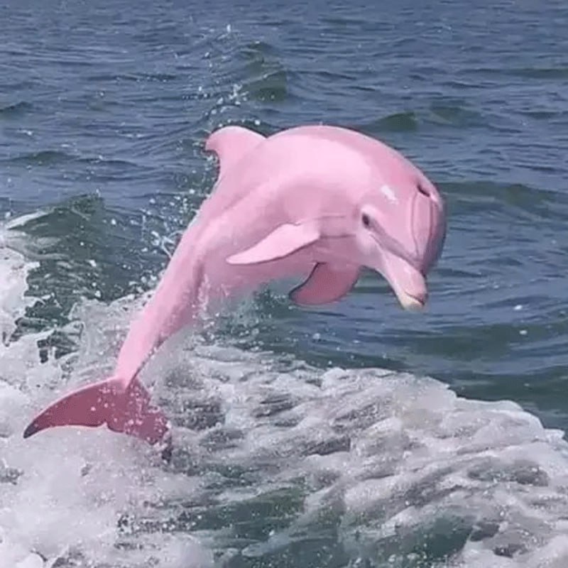 Pinky Coin: Dive into MEME Coins with Pinky the Albino Dolphin