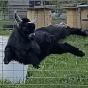 MAGGIE Coin: Join the Fun with the Meme Maggie Parkour Goat!