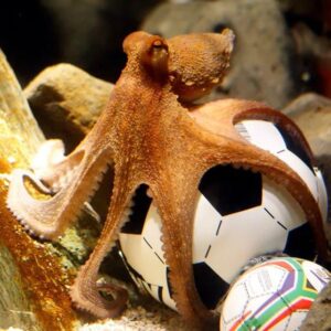 PAUL Coin: Inspired by Paul the Octopus - Join the MEME Coins Revolution!