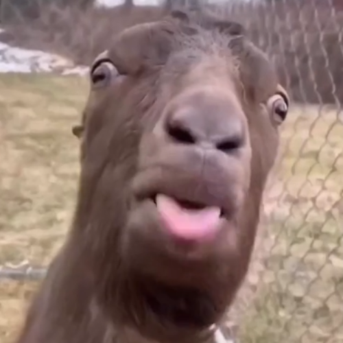 BLEH: Join the Meme Revolution with BLEH Coin Goat!