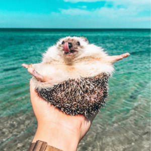 POKEE: Mr. Pokee - The Cute Hedgehog Meme Coin!