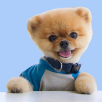 jiff Coin: MEME Coin inspired by No.1 Instagram dog jiffpom