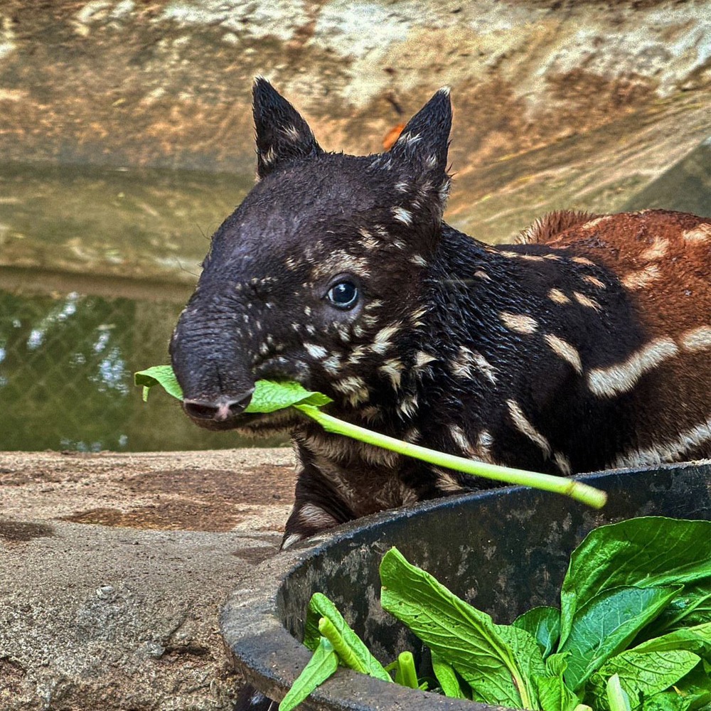 Nong Taengthai: Chaotic & Cute Tapir Meme Coin