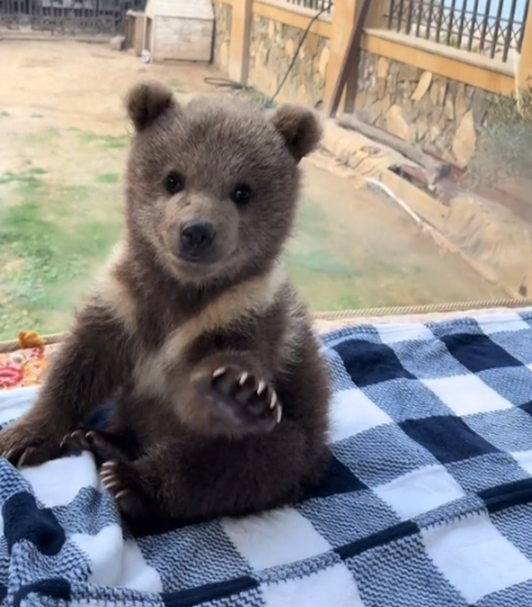 Koda: Adorable Baby Bear of MEME Coins