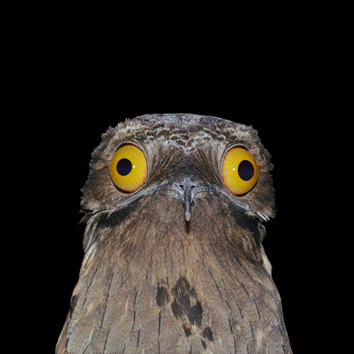 POTOO: Nocto the Potoo - MEME Coin with wide-eyed wonder.