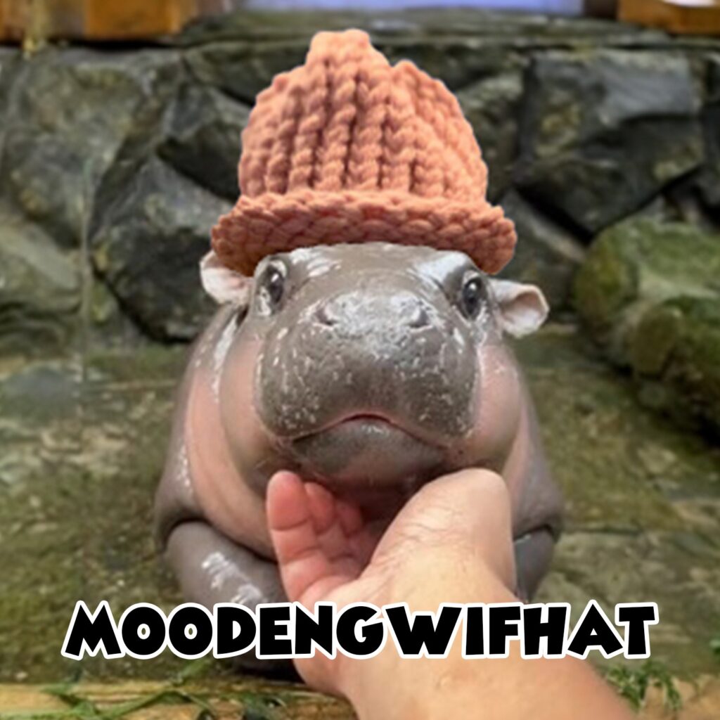 MOOWIF Coin: Discover MEME Coins - The Moodengwifhat That's Just a Moo Deng Wif a Hat!