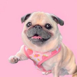 loulou: Dutch Pug Meme Coin - Spread Smiles Worldwide 🐶💗✨