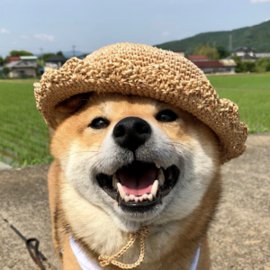 TAZU Coin: No.1 Instagram Shiba Inu MEME Coin