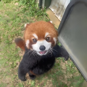 Shifu Coin: The Ultimate MEME Coin Inspired by Shifu The Red Panda