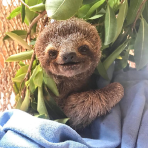 $ELSA Coin: Meet Elsa, the 3-fingered sloth who overcame frozen legs. Join the MEME Coins revolution now!