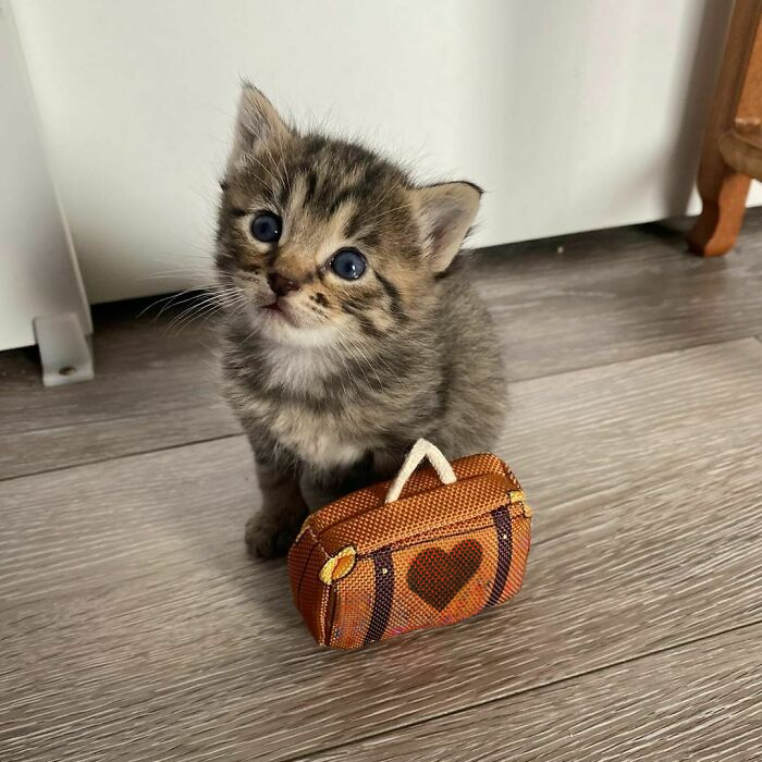 LCAT: Most Liked Cat - His Bags Packed for Instagram Journey! (60 letters)