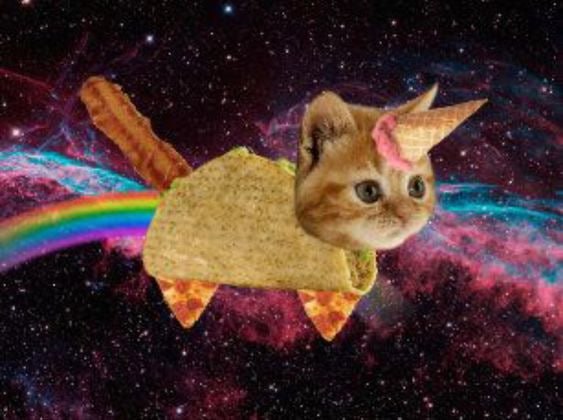 BTC Coin: Revolutionary Power of Bacon, Tacos, and Cats