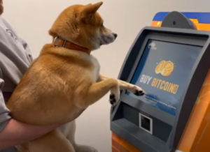 TOSHI: Discover the First Dog to Buy Crypto - Revolutionize MEME Coins & Digital Currency