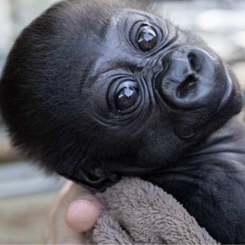 ABEO the baby gorilla