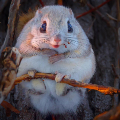 japanese dwarf flying squirrel