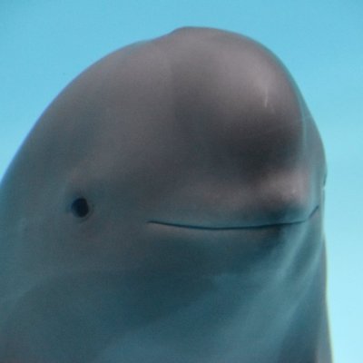 $MIHARU: The Smiling Dolphin Meme - Coin Name Coin Description