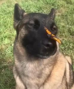 Butterfly Dog