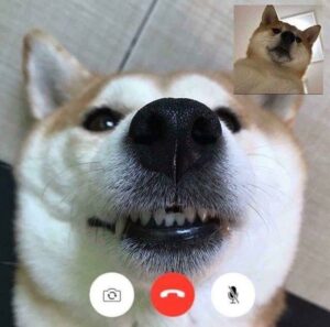 FaceTime Dog